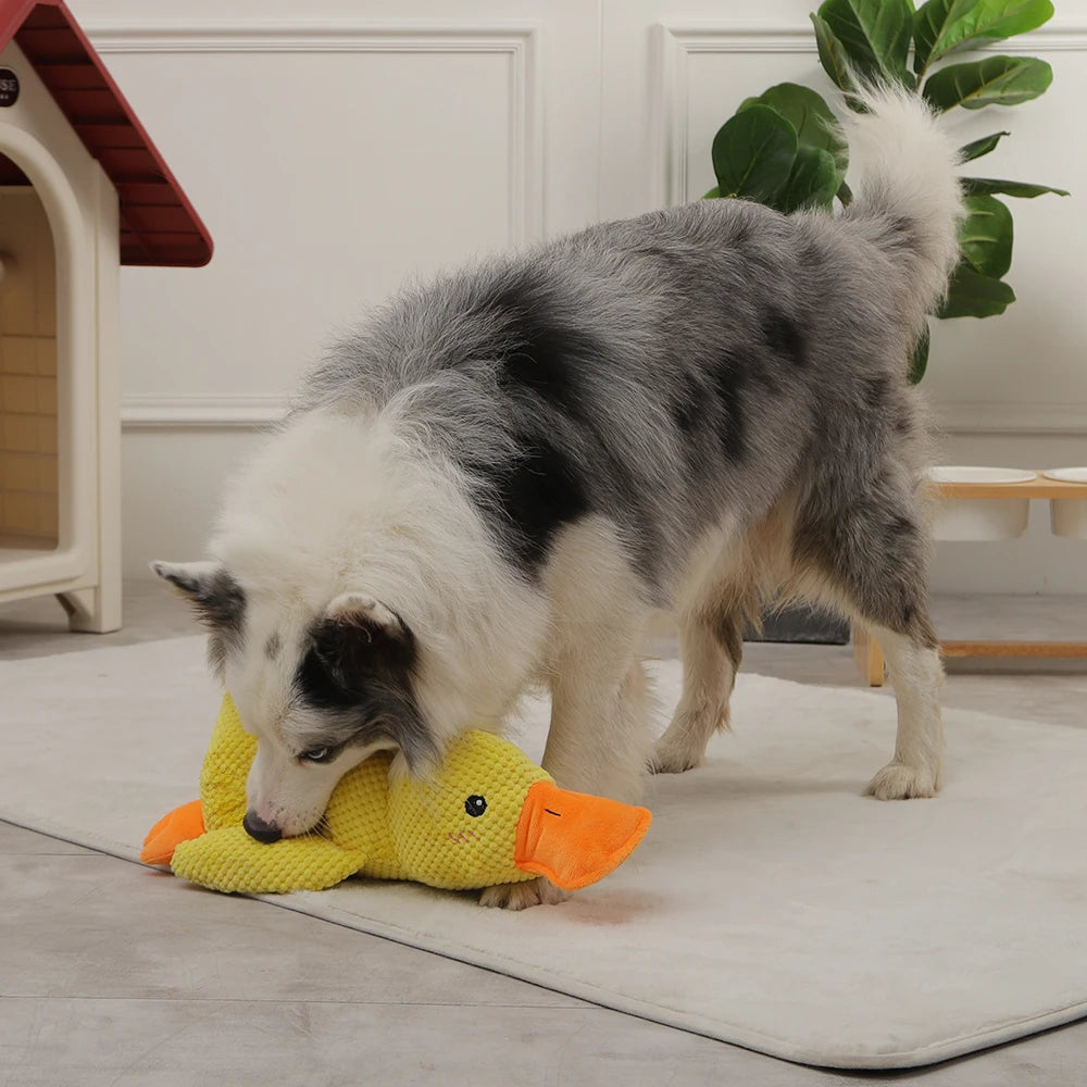 Quacky™ | Het ideaal speeltje voor uw hond